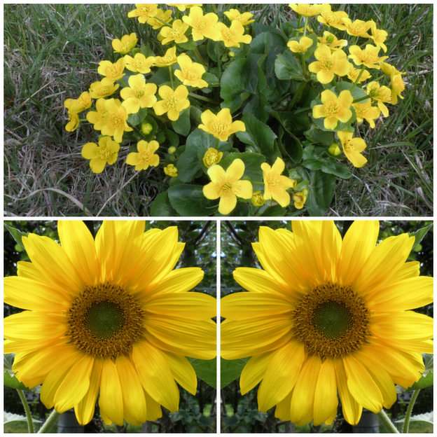 YELLOW FLOWERS online puzzle
