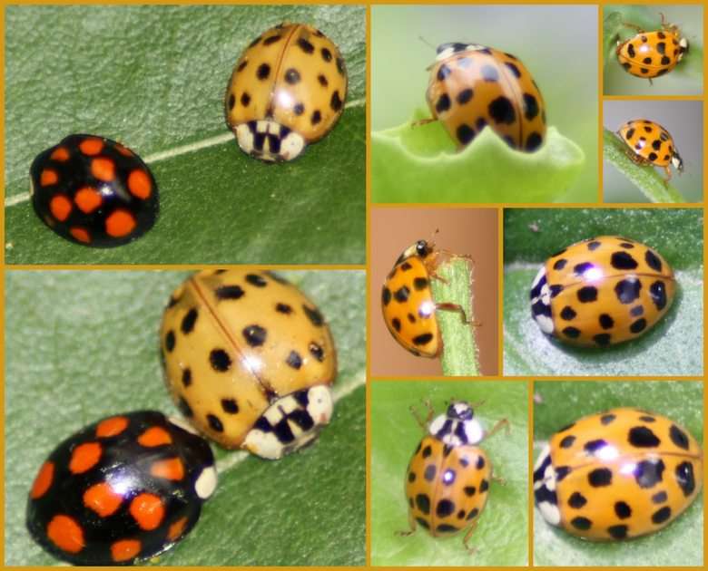 ladybugs puzzle online from photo