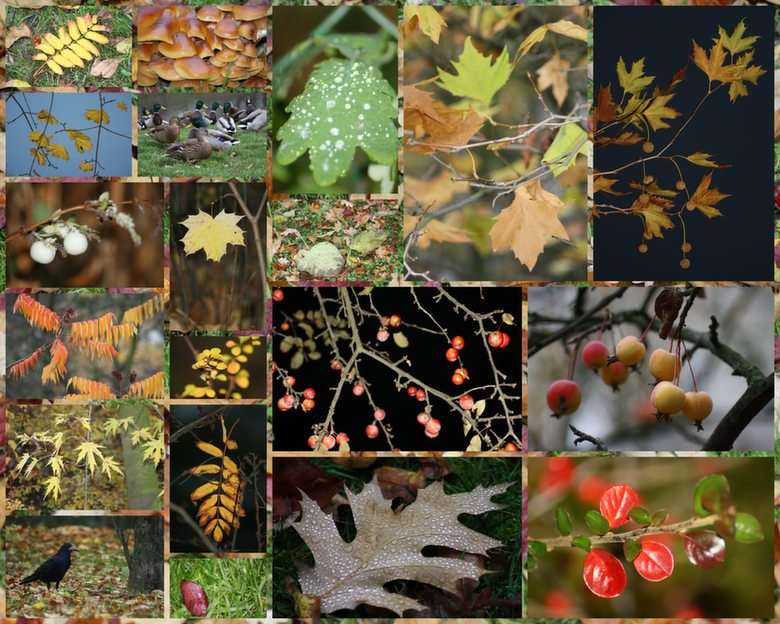 autumn puzzle online from photo