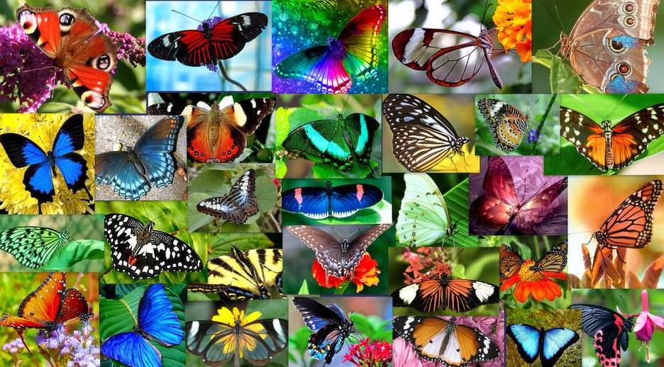 Pillangók puzzle online fotóról