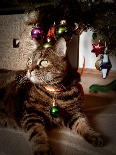 Котка в празнично настроение онлайн пъзел от снимка