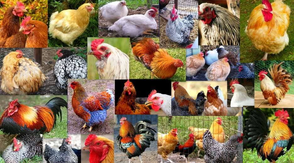 Colorful poultry puzzle online from photo