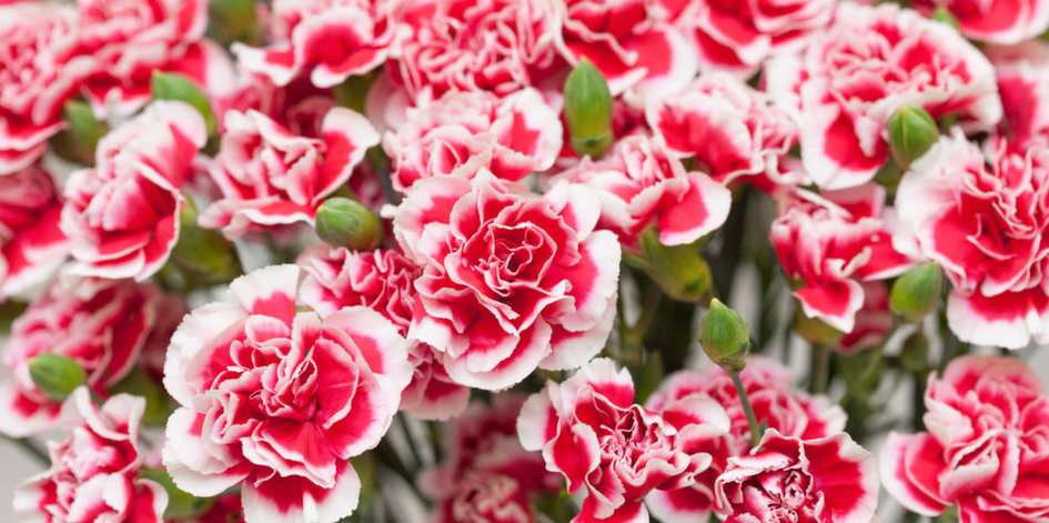 cARNATIONS puzzle online from photo