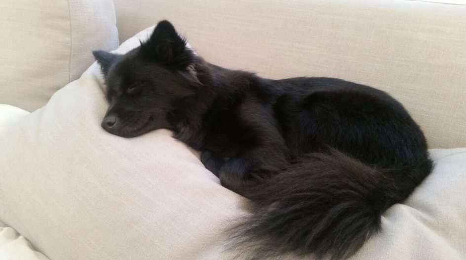 Söt hund vilar pussel online från foto