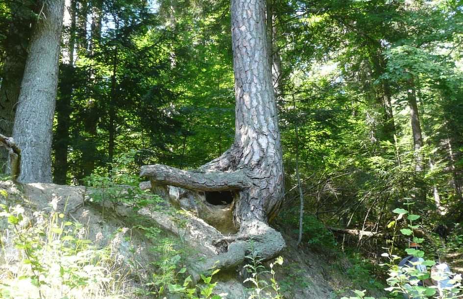 árvores velhas puzzle online a partir de fotografia