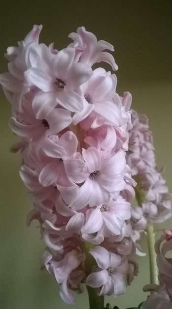 hyacinth puzzle online from photo
