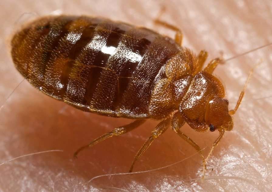 Bed bug online puzzle