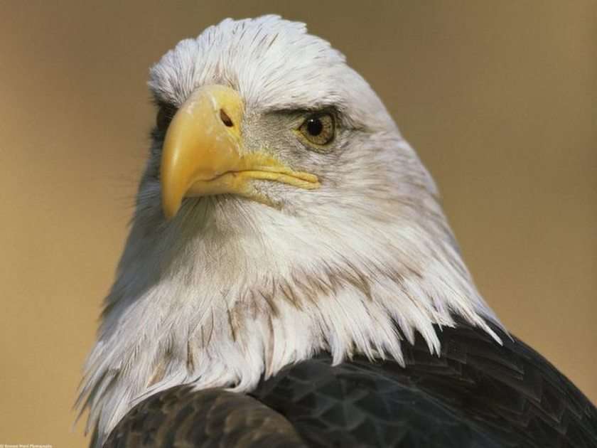 Eagle puzzle online from photo