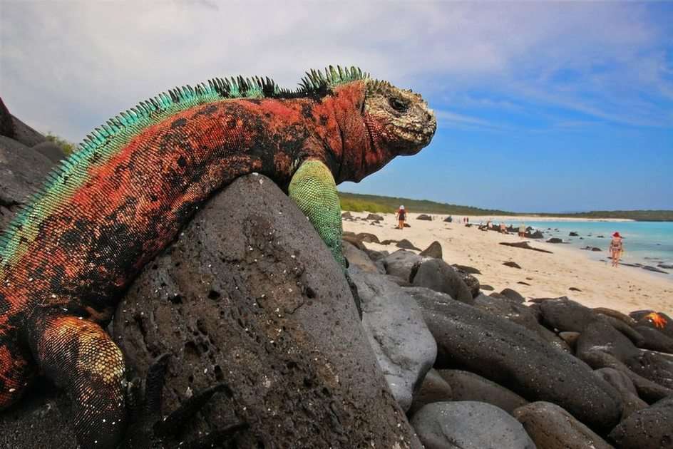 iguanas rompecabezas en línea