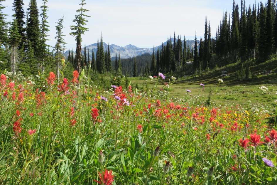 mount revelstoke wildflowers puzzle online from photo