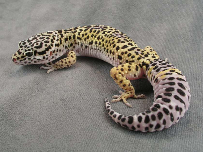 lagartixa leopardo puzzle online a partir de fotografia