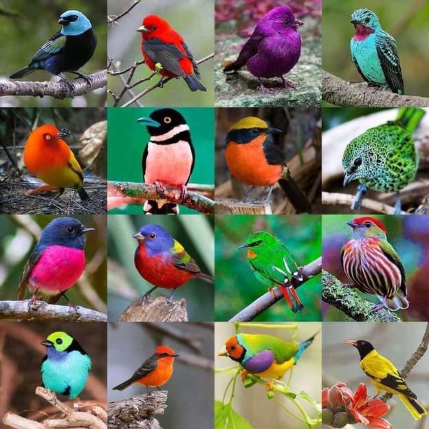 kleine vogels online puzzel