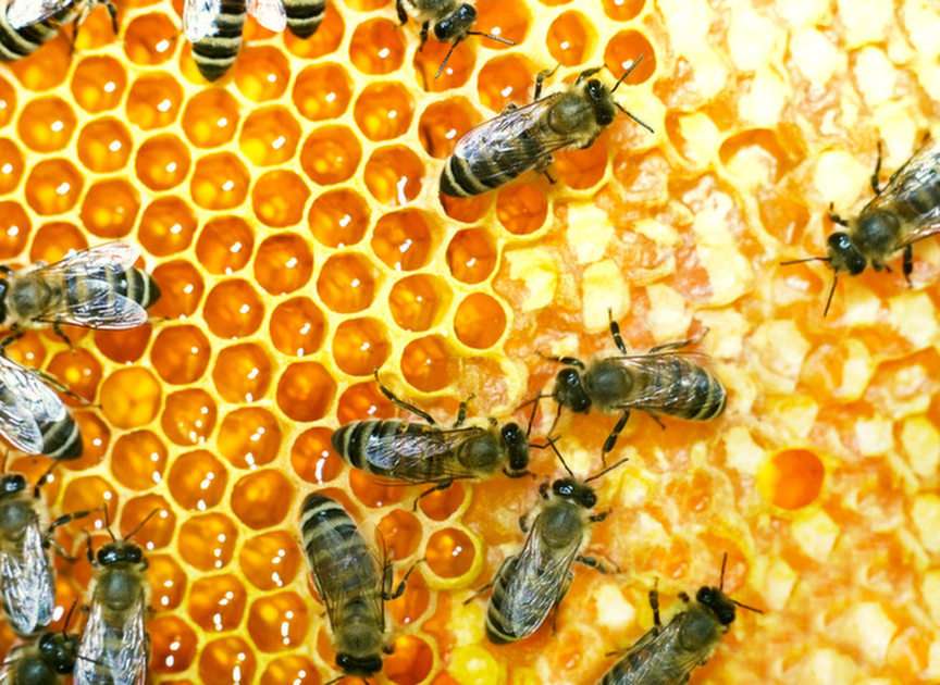 Beehive online puzzle