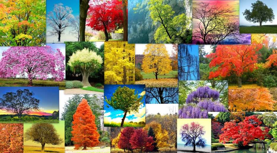 Fantastische bomen online puzzel