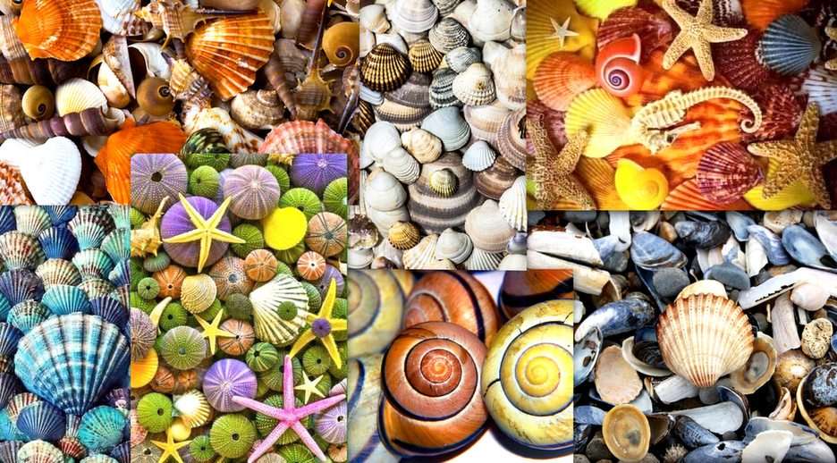 Shells puzzle online from photo