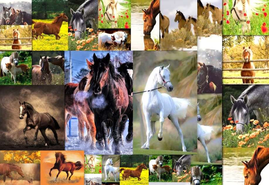 Hästarna pussel online från foto