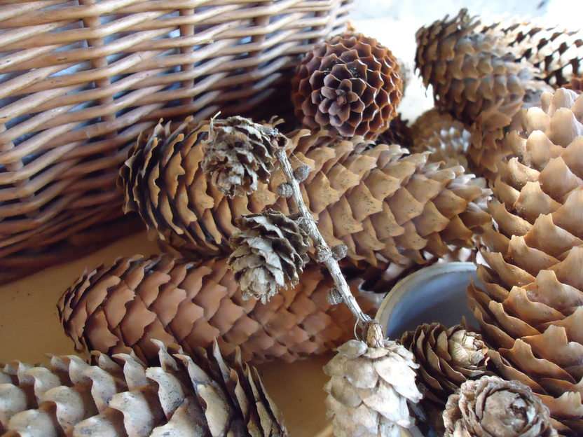 Cones de abeto puzzle online a partir de fotografia
