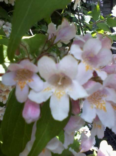 Kolkwicii blommor pussel online från foto
