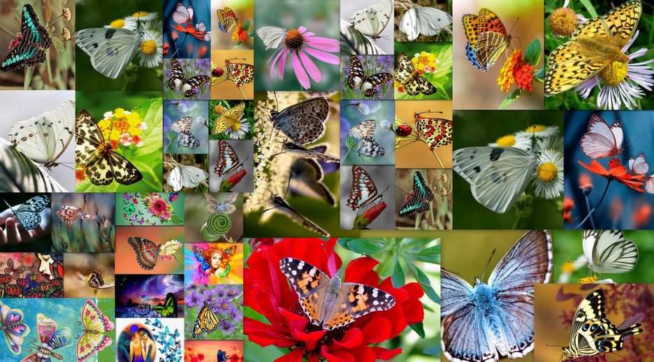 Fjärilar pussel online från foto