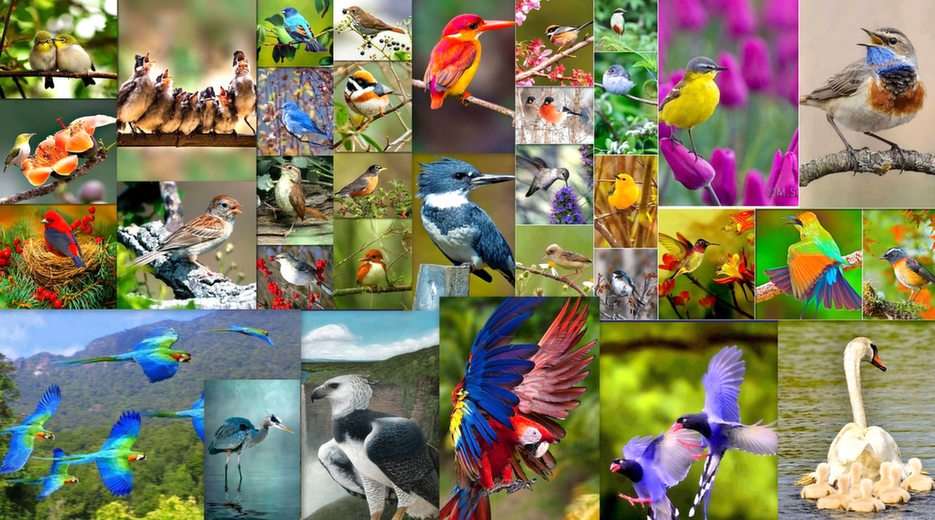 Les oiseaux puzzle en ligne à partir d'une photo
