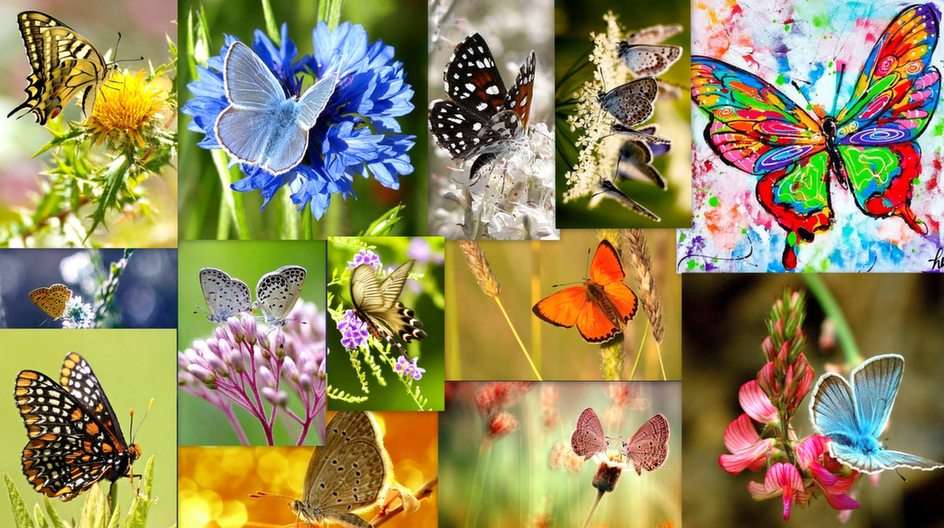 Motýli puzzle online z fotografie