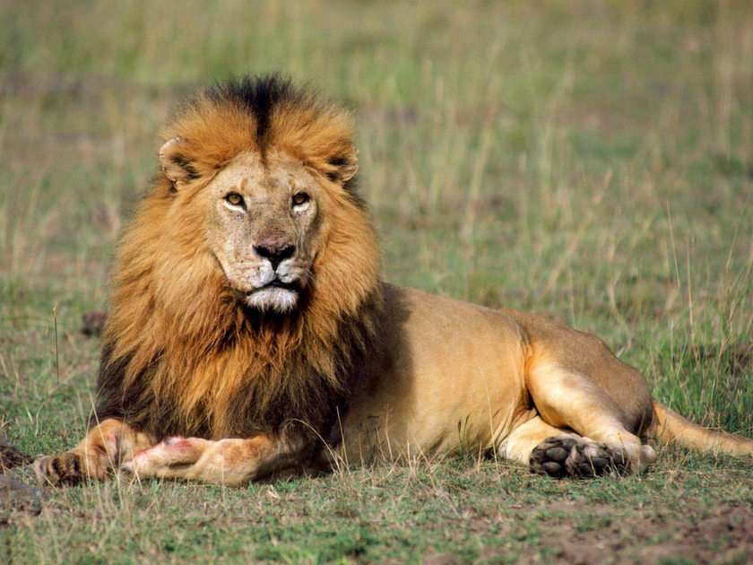 LION pussel online från foto