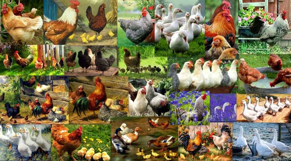 Domestic fowl puzzle online from photo