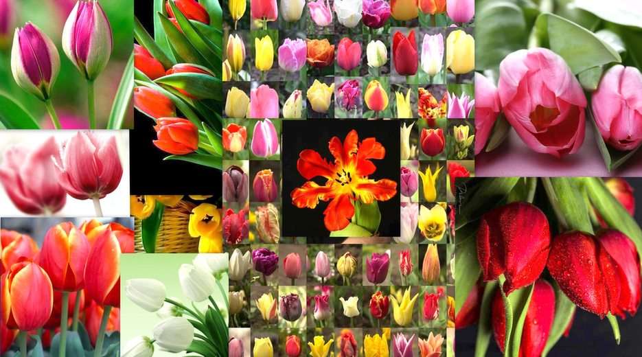 Tulpen online puzzel