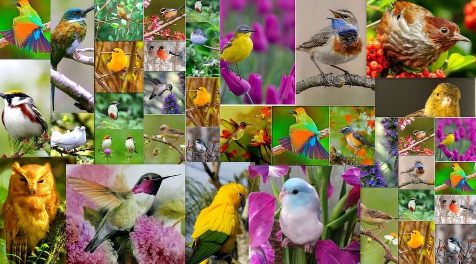 Os pássaros puzzle online a partir de fotografia