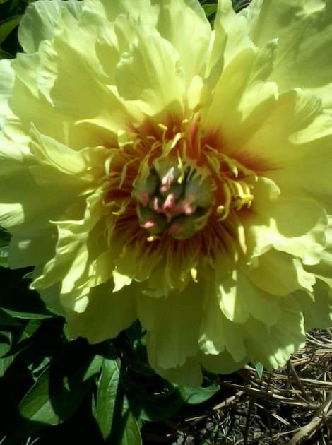 Peony puzzle online from photo