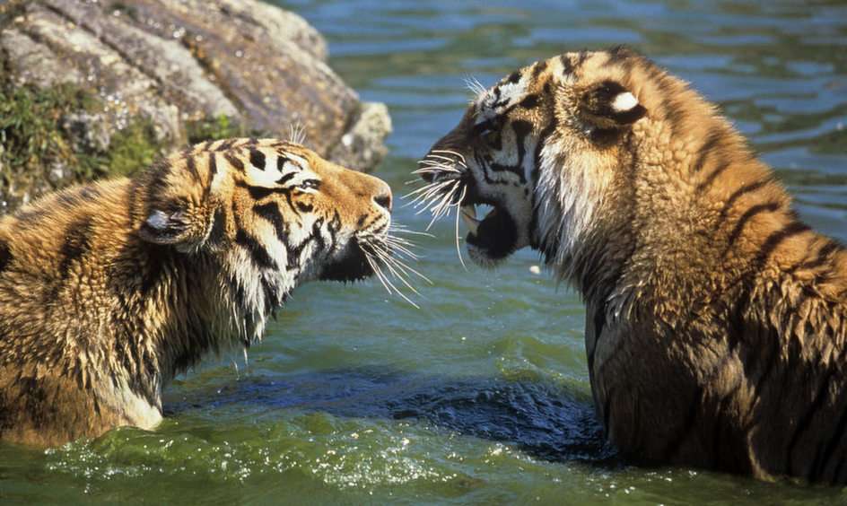 Amur Tiger online puzzle
