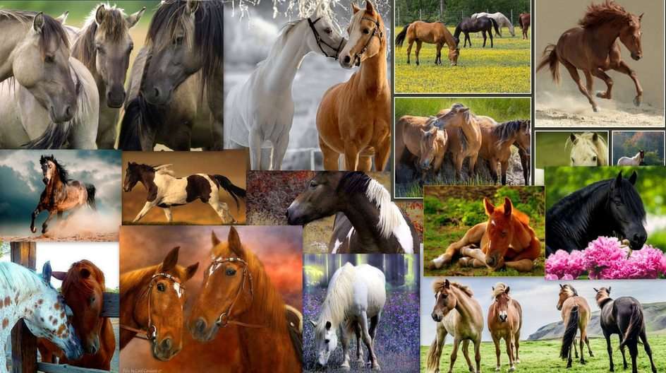 The horses puzzle online from photo