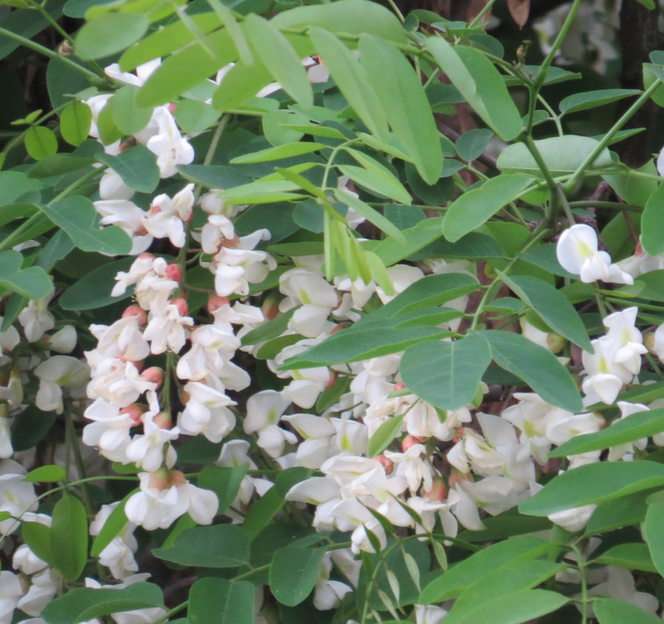 Robinia acacia (sprinkhaan) puzzel online van foto