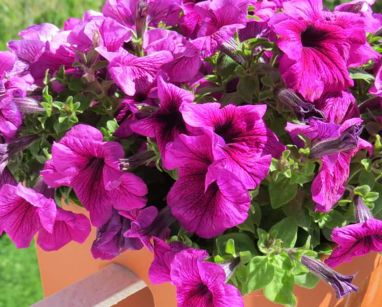 Petunias puzzle online from photo
