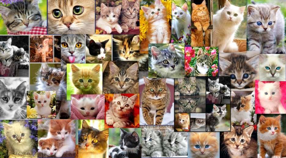 Cats puzzle online from photo