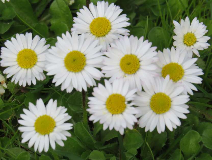 Daisies puzzle online from photo
