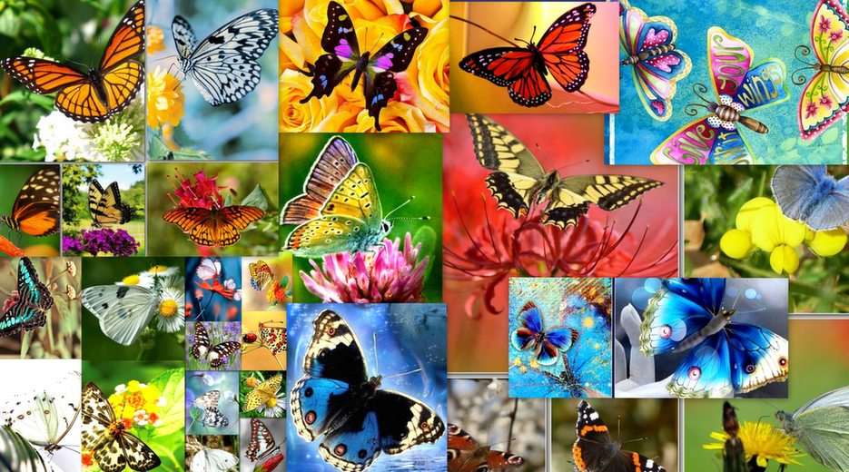 Butterflies puzzle online from photo