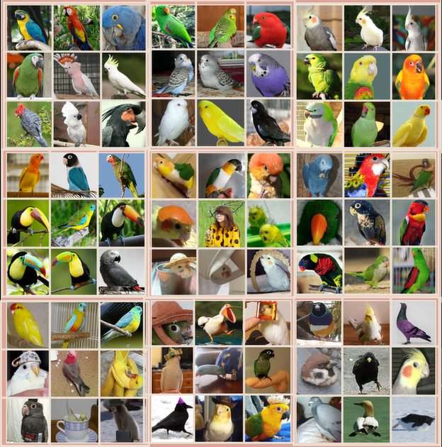 Parakeets puzzle online from photo