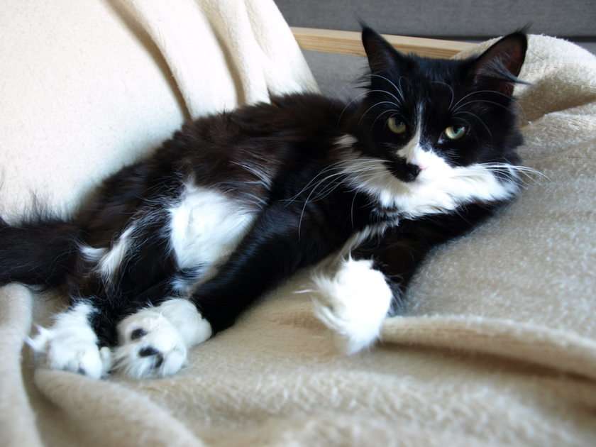 Sibirisk katt pussel online från foto