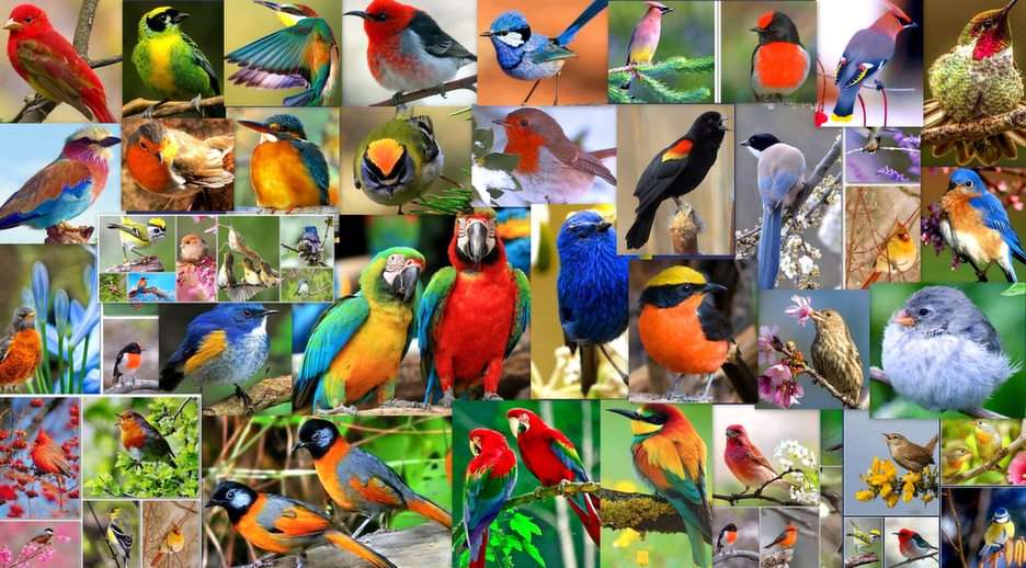 The birds puzzle online from photo