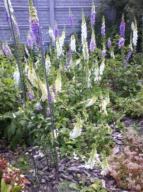 Digitalis puzzle online from photo