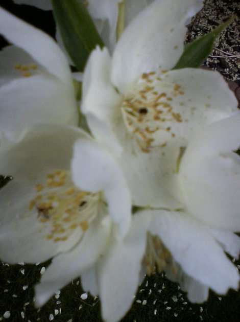 Flores de jasmim puzzle online a partir de fotografia