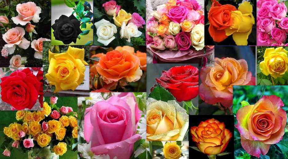 Rosas puzzle online a partir de fotografia