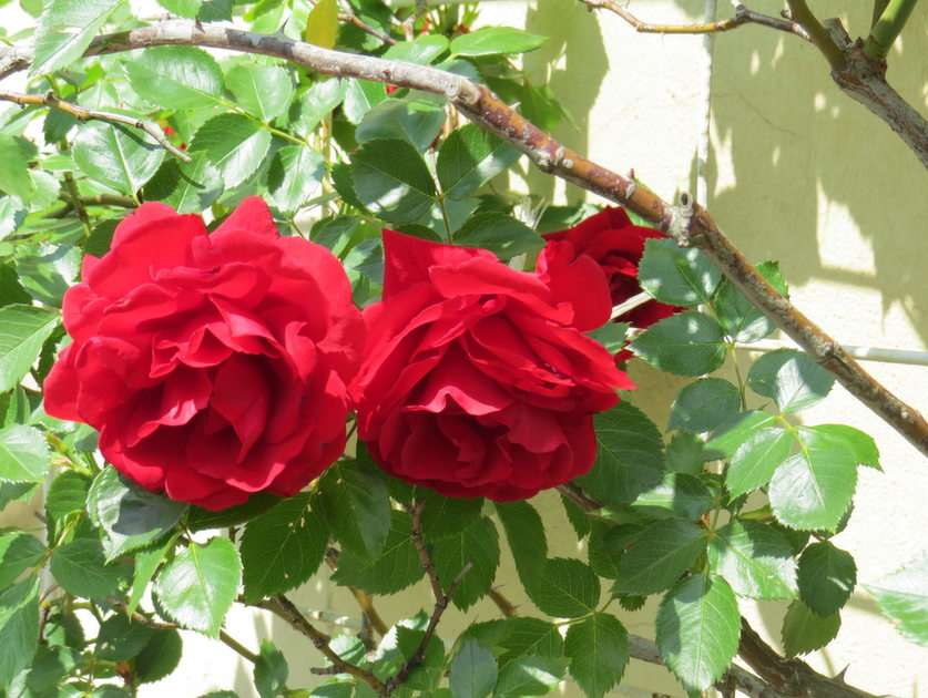 Trandafiri puzzle online din fotografie