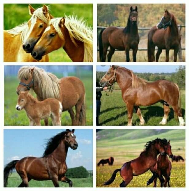 The horses puzzle online from photo