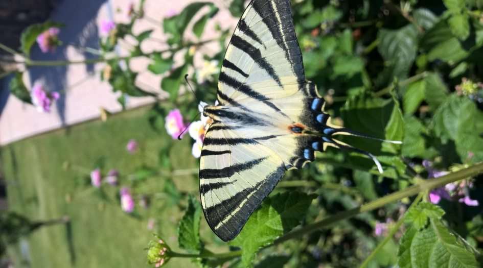 Papillon puzzle en ligne à partir d'une photo