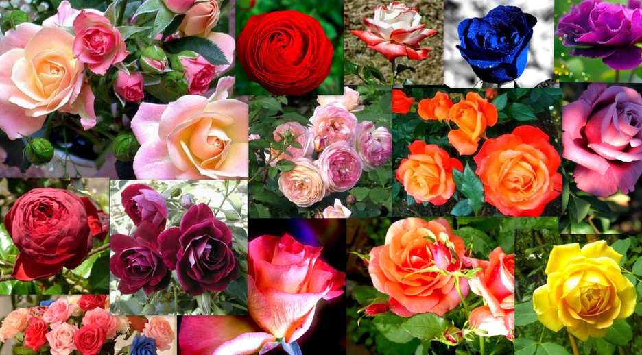 Roses puzzle online from photo