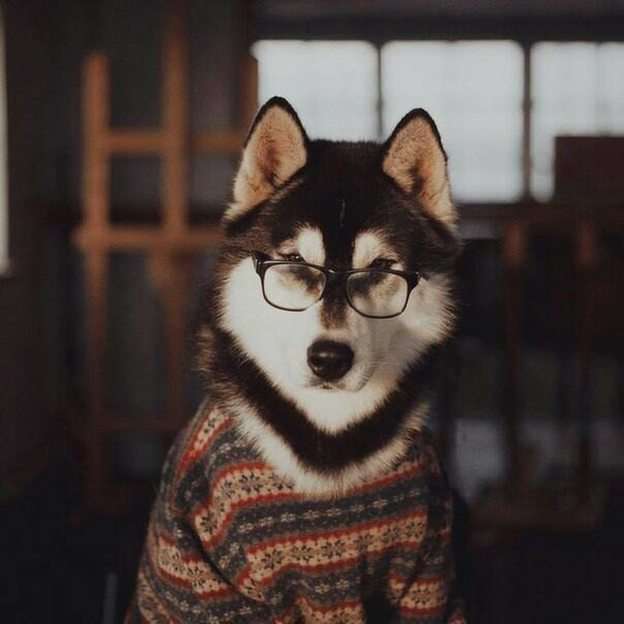 Έξυπνο σκυλί παζλ από τη φωτογραφία