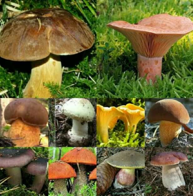 Mushrooms puzzle online from photo