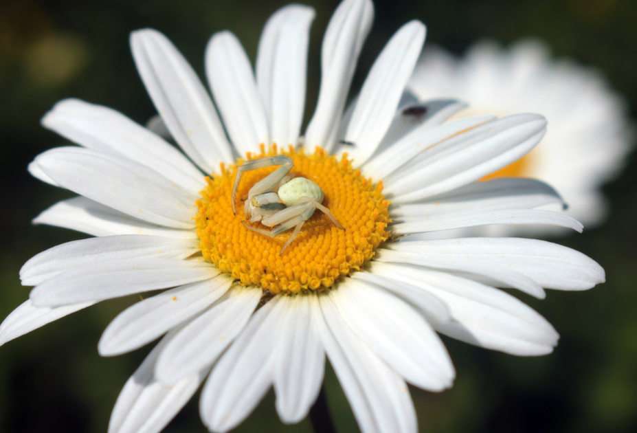 araña rompecabezas en línea